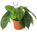 Peperomia Piper Parmatum Live Rooted Starter Plant, 4-Inch Pot