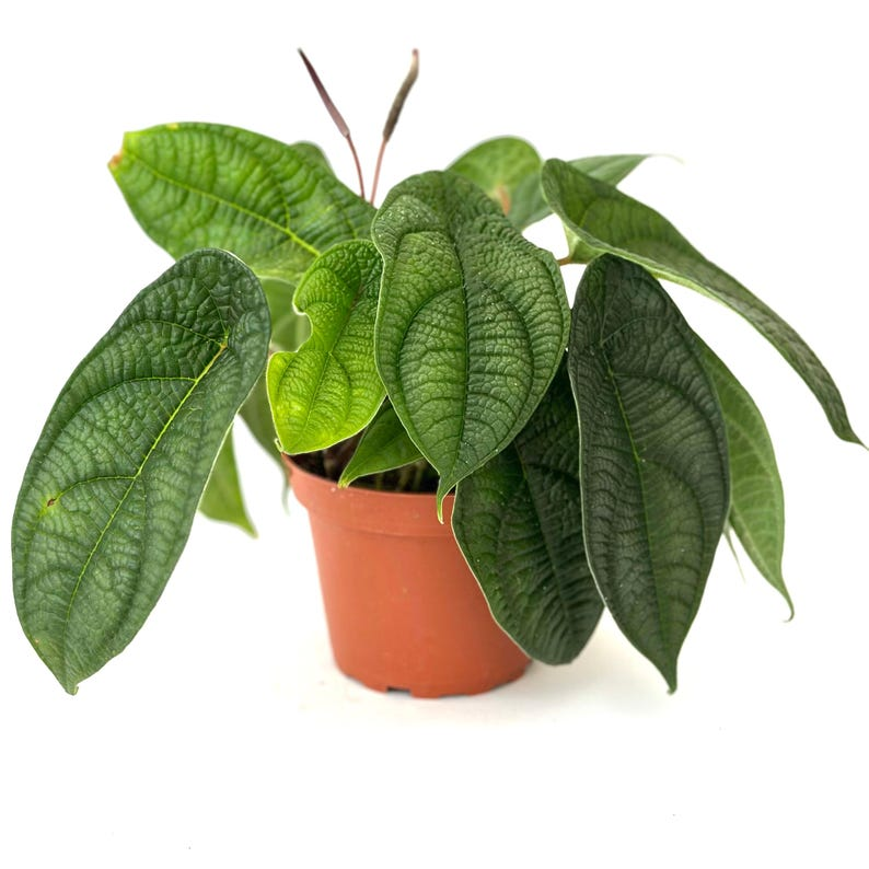 Peperomia Piper Parmatum Live Rooted Starter Plant, 4-Inch Pot