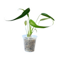 Monstera Burle Marx Flame - Fully Rooted Tissue Culture Starter Plant