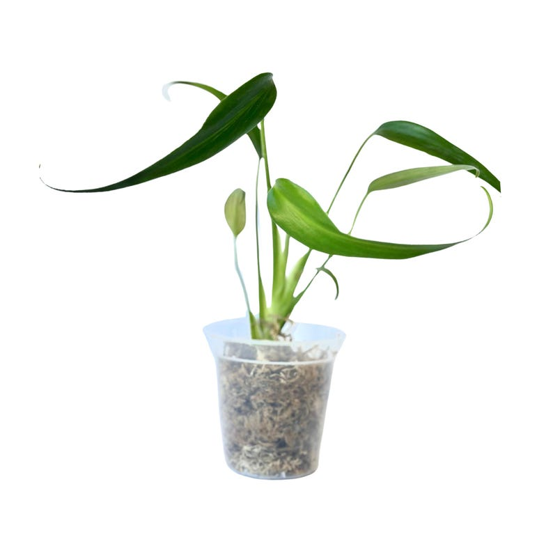 Monstera Burle Marx Flame - Fully Rooted Tissue Culture Starter Plant