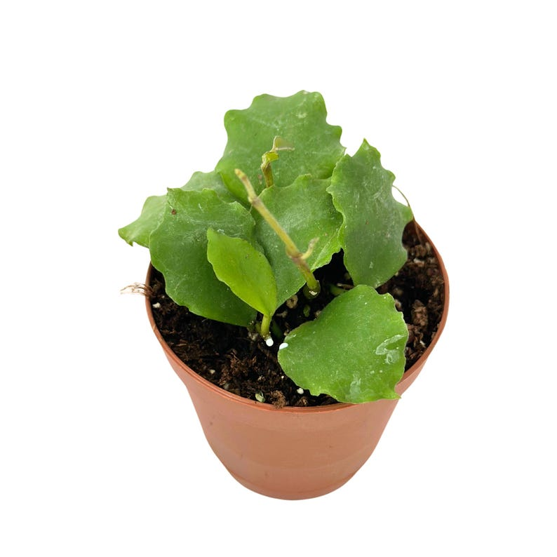 Hoya Endauensis 2" Rooted Starter Live Plant – Pet Safe Tropical Indoor Hoya
