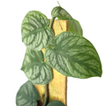 Monstera Dubia Live Plant - Silver Shingling Climbing Starter Plant