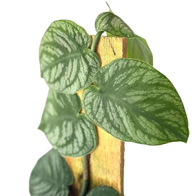 Monstera Dubia Live Plant - Silver Shingling Climbing Starter Plant