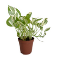 Pothos N Joy (Epipremnum aureum ‘N Joy’) Rooted Starter Plant – Variegated Trailing Houseplant