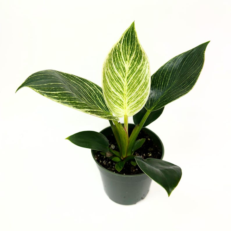 Philodendron Birkin Live Plant - 4" Rooted White Pinstripe Variegated Indoor Houseplant