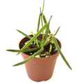 Hoya Linearis - 2" Rooted Live Plant | Rare Trailing Tropical Houseplant