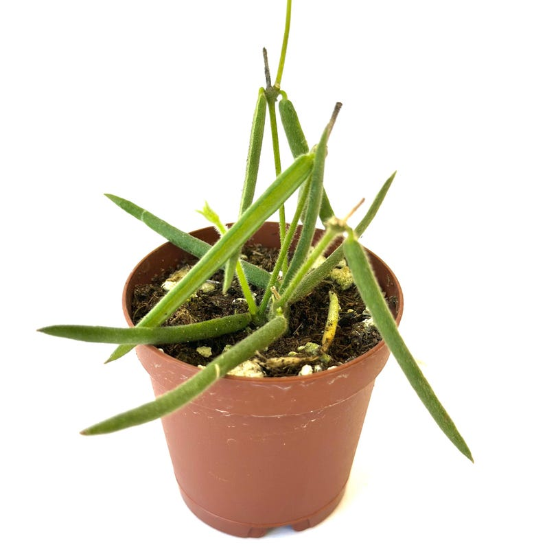 Hoya Linearis - 2" Rooted Live Plant | Rare Trailing Tropical Houseplant