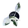 Variegated Alocasia Frydek - 4 inch Rooted Starter Live Plant