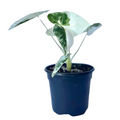 Variegated Alocasia Frydek Live Plant | Green Velvet 4" Rooted