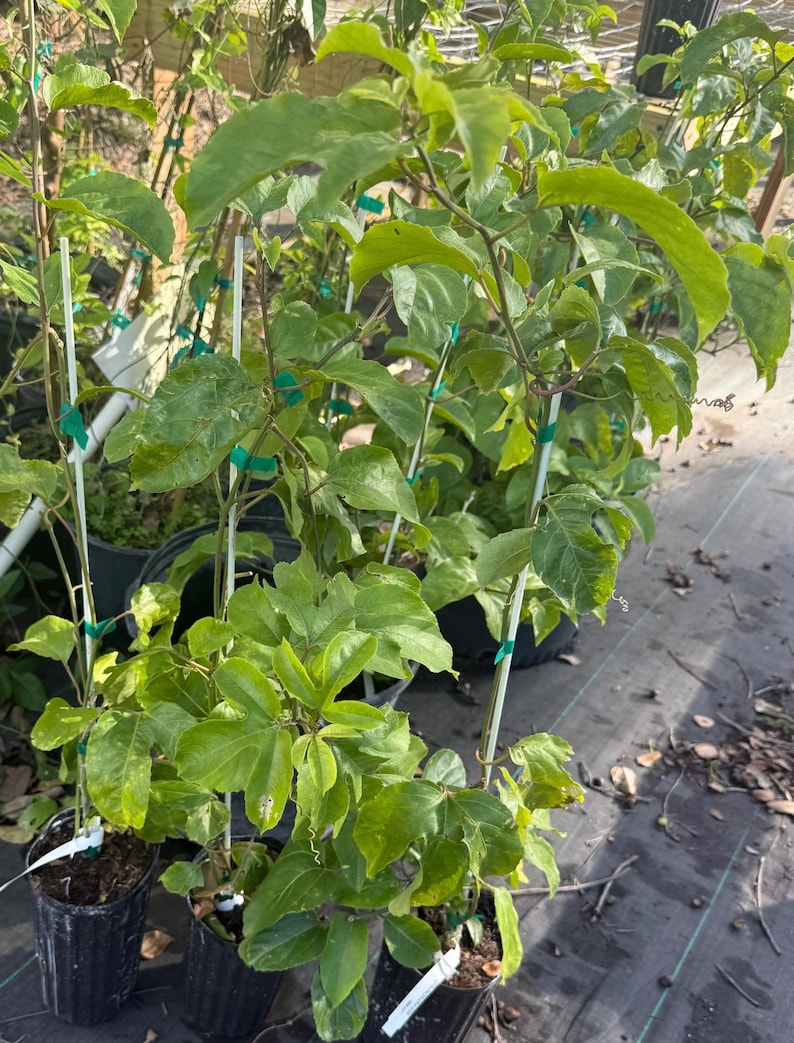 Yellow Passion Fruit Plant Live Vine Passiflora edulis 2–3ft