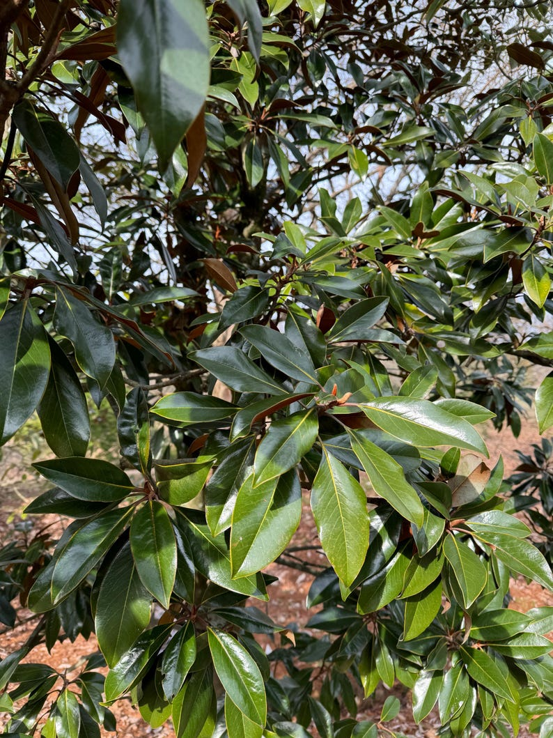 Kay Parris Magnolia Tree Magnolia grandiflora ‘Kay Parris’ – 30 Inch Live Plant in 2-Gallon Pot