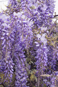 Chinese Wisteria Plant - 1 to 2 Feet Tall - Fragrant Violet-Blue Flowers - Wisteria sinensis - 6" Pot