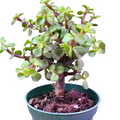 Portulacaria Afra Jade Bonsai Live Plant - 4 Inch Pot (Elephant Bush)