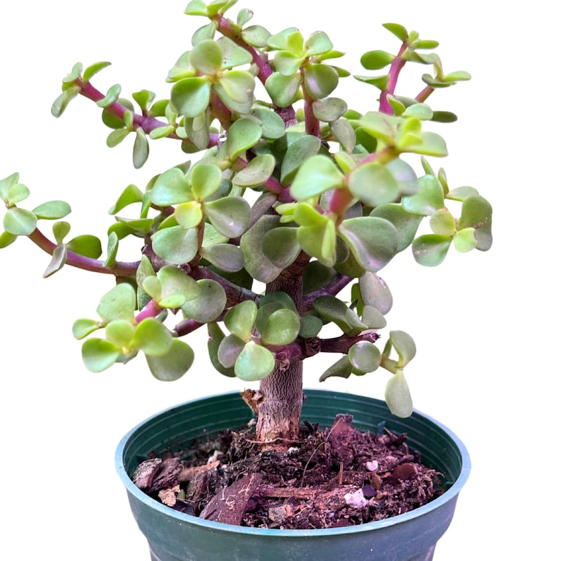 Portulacaria Afra Jade Bonsai Live Plant - 4 Inch Pot (Elephant Bush)
