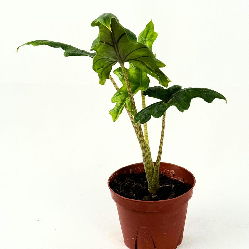 Alocasia Jacklyn 4" Rooted Live Plant - Rare Elephant Ear Indoor Tropical Houseplant