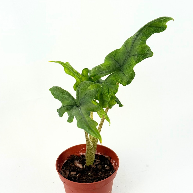 Alocasia Jacklyn Live Plant - 4 Inch Rooted Starter Elephant Ear