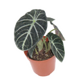Alocasia Ninja Black Elephant Ear - Rooted Starter Live Plant
