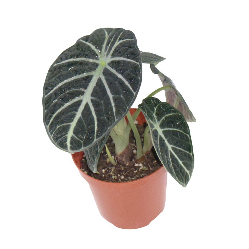 Alocasia Ninja Black Elephant Ear - Rooted Starter Live Plant