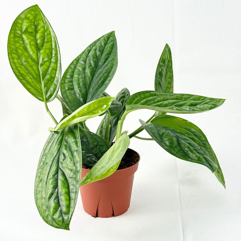 Monstera Peru (Monstera karstenianum) Starter Live Plant – Textured Tropical Climbing Vine