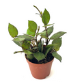 Hoya Krohniana Black Live Plant - 2-Inch Pot Starter Cutting (Indoor)