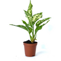 Aglaonema Brevispathum Live Plant | Rare Tropical Indoor Starter Plant