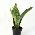 Sansevieria Laurentii Snake Plant - Rooted Starter Live Indoor Houseplant