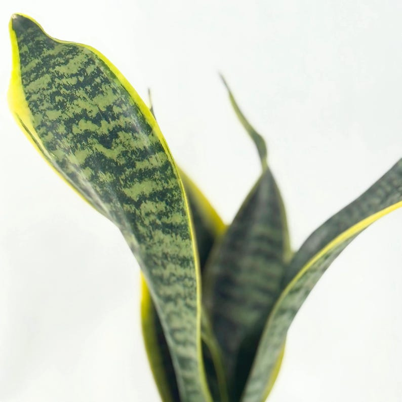 Sansevieria Laurentii Snake Plant Starter - Rooted Live Houseplant