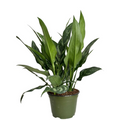 Aglaonema Tigress Live Plant | Chinese Evergreen Starter Plant / Rooted Cutting