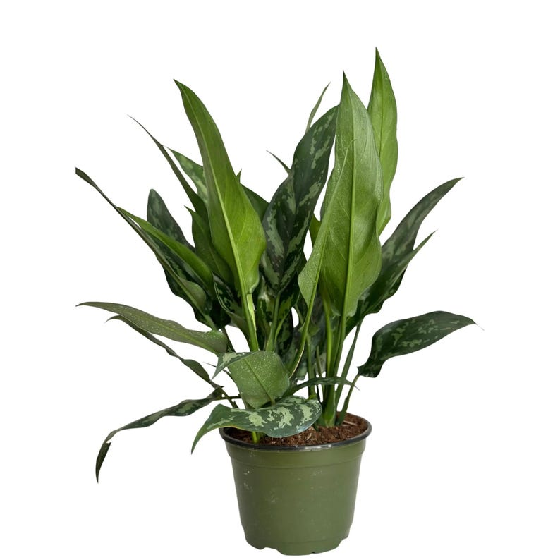 Aglaonema Tigress Live Plant | Chinese Evergreen Starter Plant / Rooted Cutting