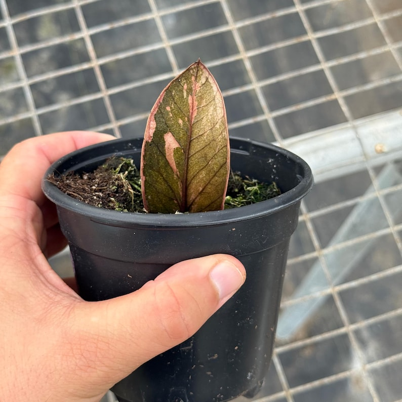 Black Pink Variegated ZZ Plant Zamioculcas Zamiifolia Variegata - Rooted Cutting