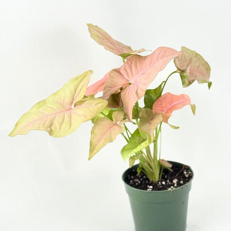 Syngonium Pink Perfection Awake Live Plant | Pink Arrowhead Starter Plant