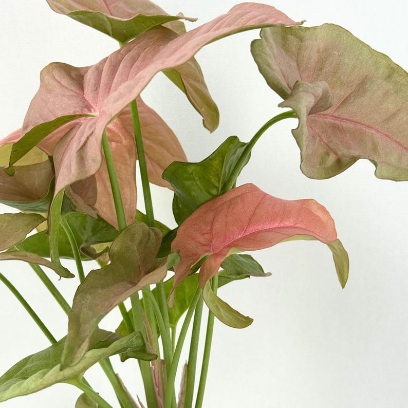 Syngonium Pink Perfection - Rooted Starter Plant, Pink Variegated Arrowhead Home Champion