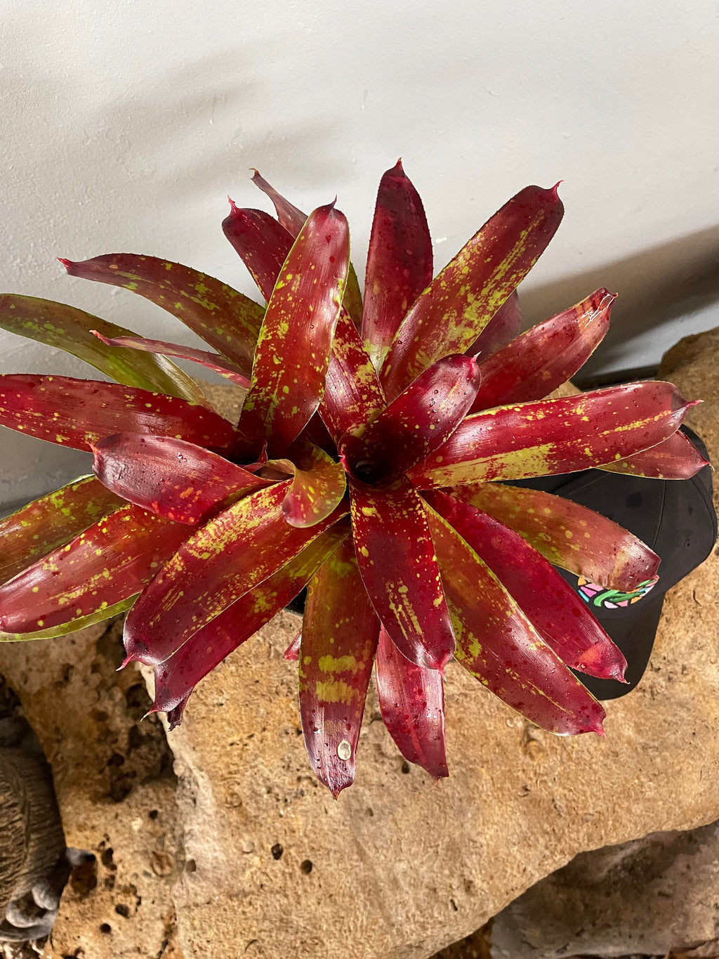 Neoregelia Gazpacho Bromeliad - Bareroot Live Plant