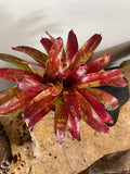 Neoregelia Gazpacho Bromeliad - Bareroot Live Plant