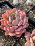 Echeveria Orange Monroe Bare-Root Plant – 2" Live Succulent