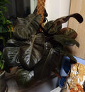 Philodendron Black Cardinal Bare-Root Starter Plant 3-5” Tall