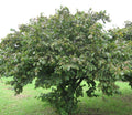 American Hazelnut Tree Seedling (Corylus americana) – 1 Year Old