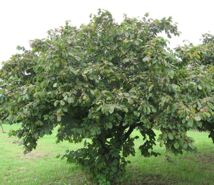 American Hazelnut Tree Seedling (Corylus americana) – 1 Year Old
