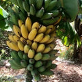 Goldfinger Dwarf Banana Plant (FHIA-01) Live Starter Plant – Sweet Edible Bananas, Cold & Disease Resistant