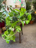 Golden Pothos Rooted Cutting - Epipremnum aureum | Easy-Care Hanging Plant