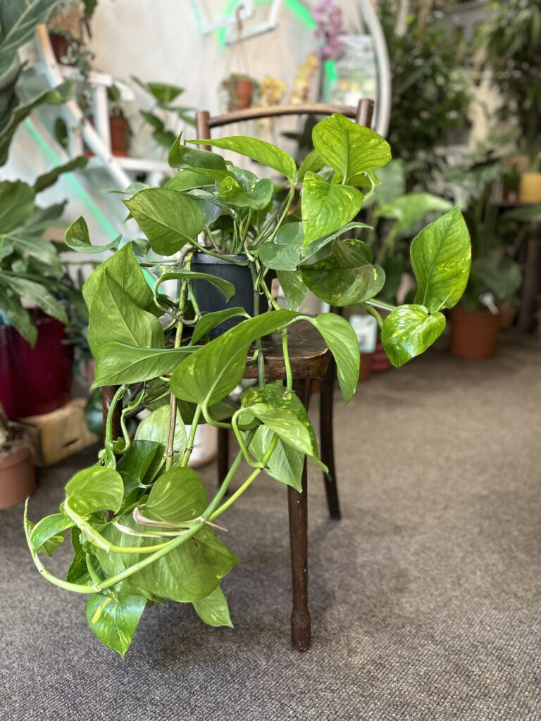 Golden Pothos Rooted Cutting - Epipremnum aureum | Easy-Care Hanging Plant