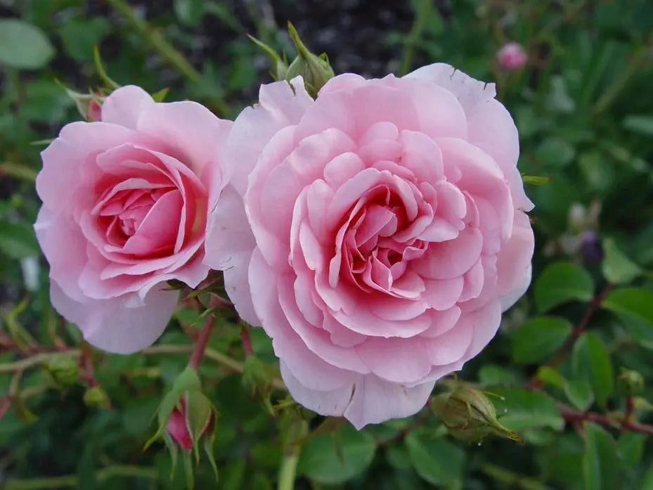 Bonica Rose Cuttings (3) Rosa ‘Bonica 82’ | Unrooted Floribunda for Rooting or Grafting