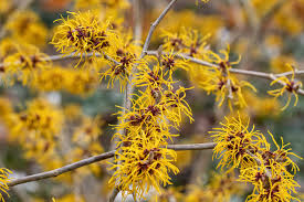 Basma Witch Hazel Hamamelis x intermedia 'Basma' - 12in 1-Year Graft Live Plant