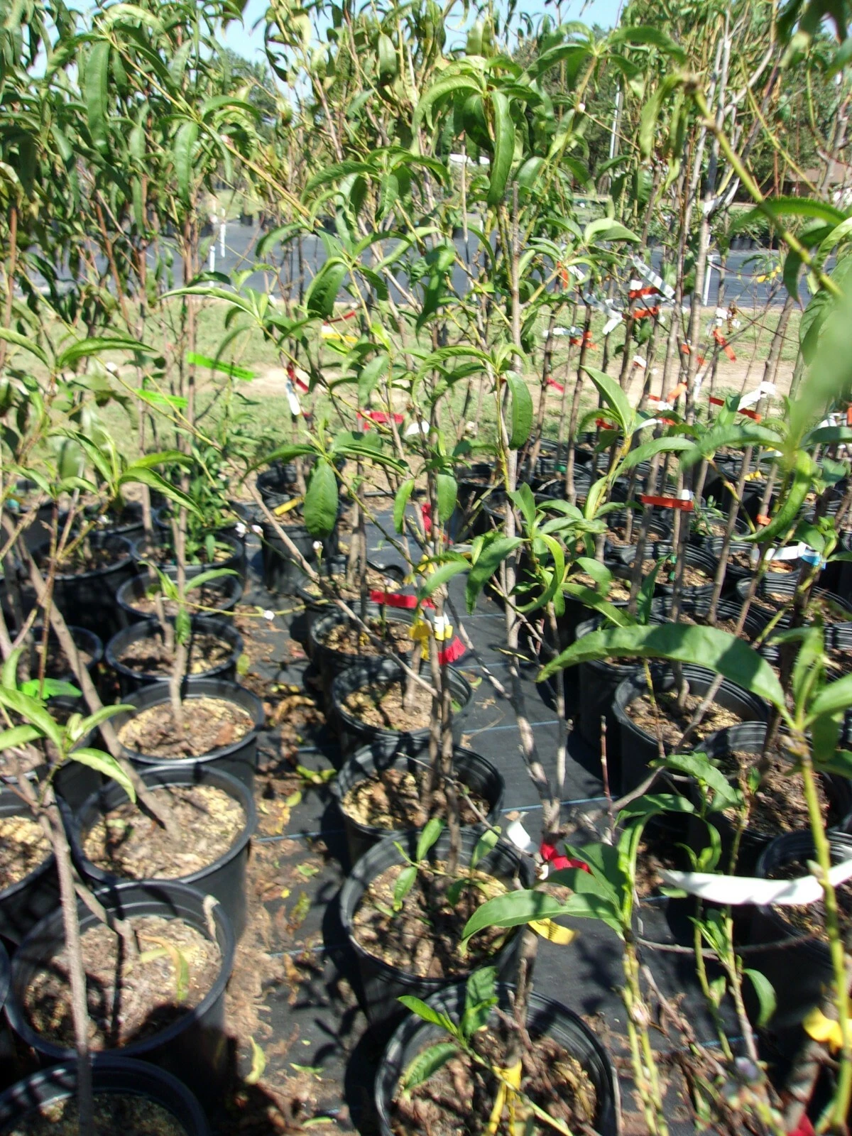 Jolly Red Giant Nectarine Tree - 4-6 ft Live Fruit Tree