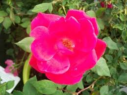 Red Knock Out Rose - 2 Gal Live Rose Bush, Red Blooming Shrub