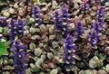 Ajuga Burgundy Glow Starter Plant | Ajuga reptans Burgundy Glow Bare-Root in 2.5 x 3.5 in Pot