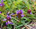 Prunella vulgaris Live Starter Plants - 3 Rooted Purple Flower Ground Cover Perennial