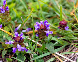 Prunella vulgaris Live Starter Plants - 3 Rooted Purple Flower Ground Cover Perennial