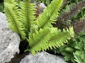 Jurassic Gold Fern Dryopteris 'Jurassic Gold' – 3 Rooted Starter Plants in 1 Qt Pots