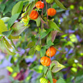 Surinam Cherry Plant (Eugenia uniflora) Bare-Root Starter | Pitanga, Brazilian Cherry
